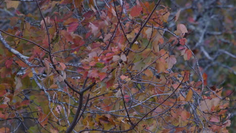 orange and green autumn leaves beginning to change color