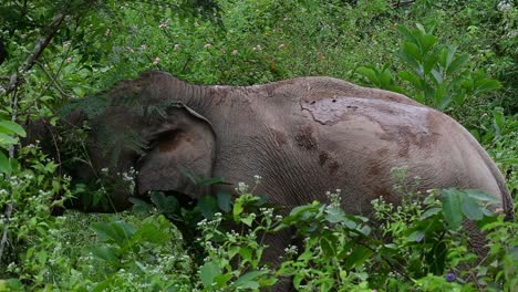 Los-Elefantes-Asiáticos-Son-Especies-En-Peligro-De-Extinción-Y-También-Son-Residentes-De-Tailandia