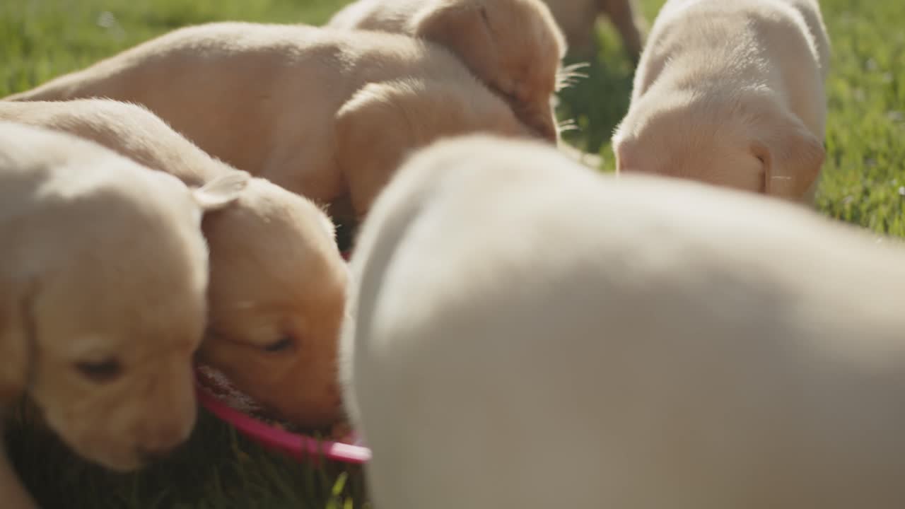 Adorable Labrador Retriever Puppies Eating Together Outdoors