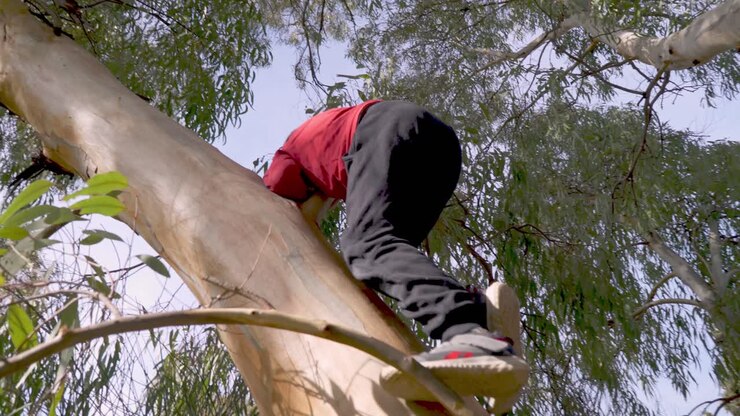 Low view of caucasian boy climbing on big branch of eucalyptus tree