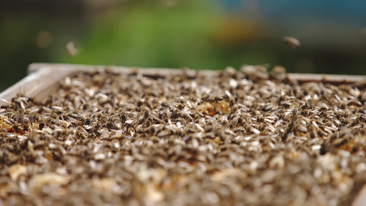 Lots of bees crawling on the top of opened beehive. Honey insects flying over the hive. Bee colony backdrop. Close up.