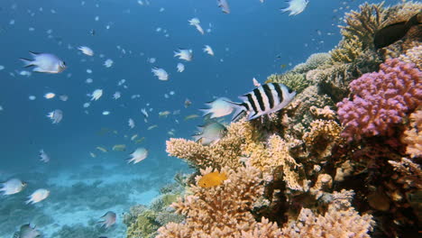 Diverse-Marine-Ecosystem-with-Vibrant-Red-Coral