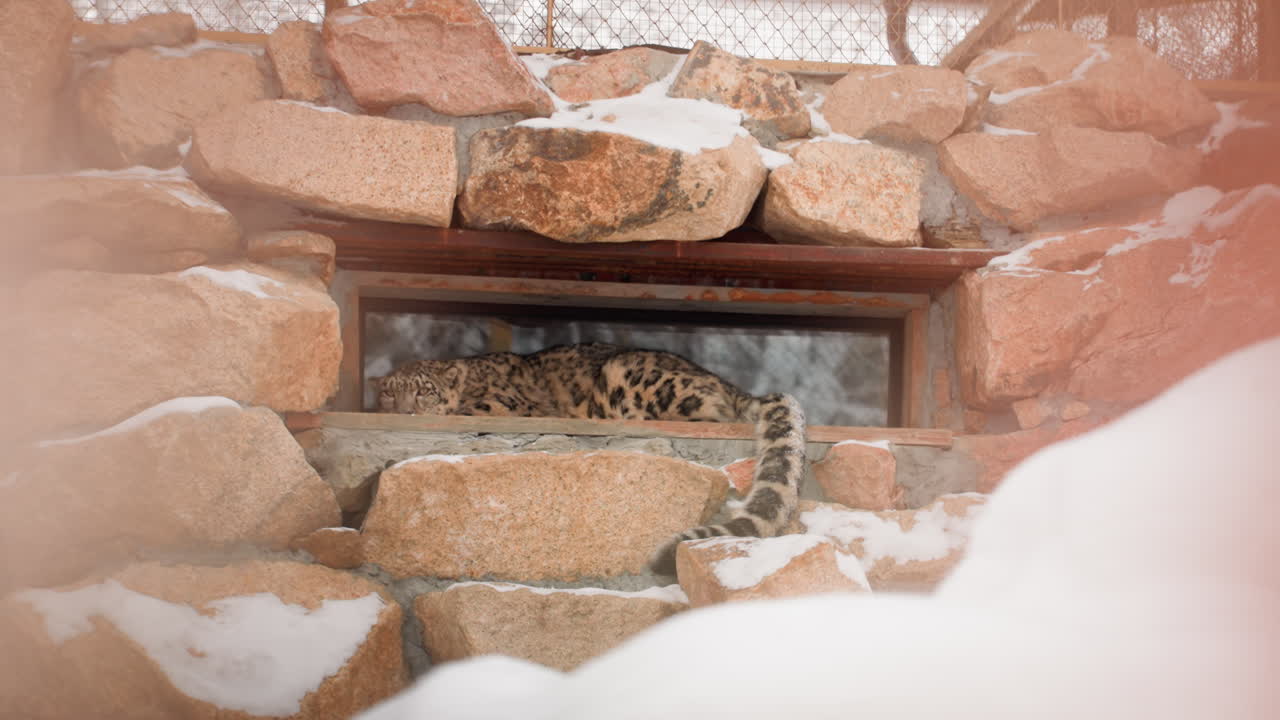 Leopard observes through rocky shelter. Wild snow leopard peers out from its icy hideout. Solitary snow feline surveys surroundings amidst winter mountain debris with focused intensity