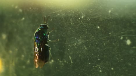 escarabajo vuela sobre vidrio video hd