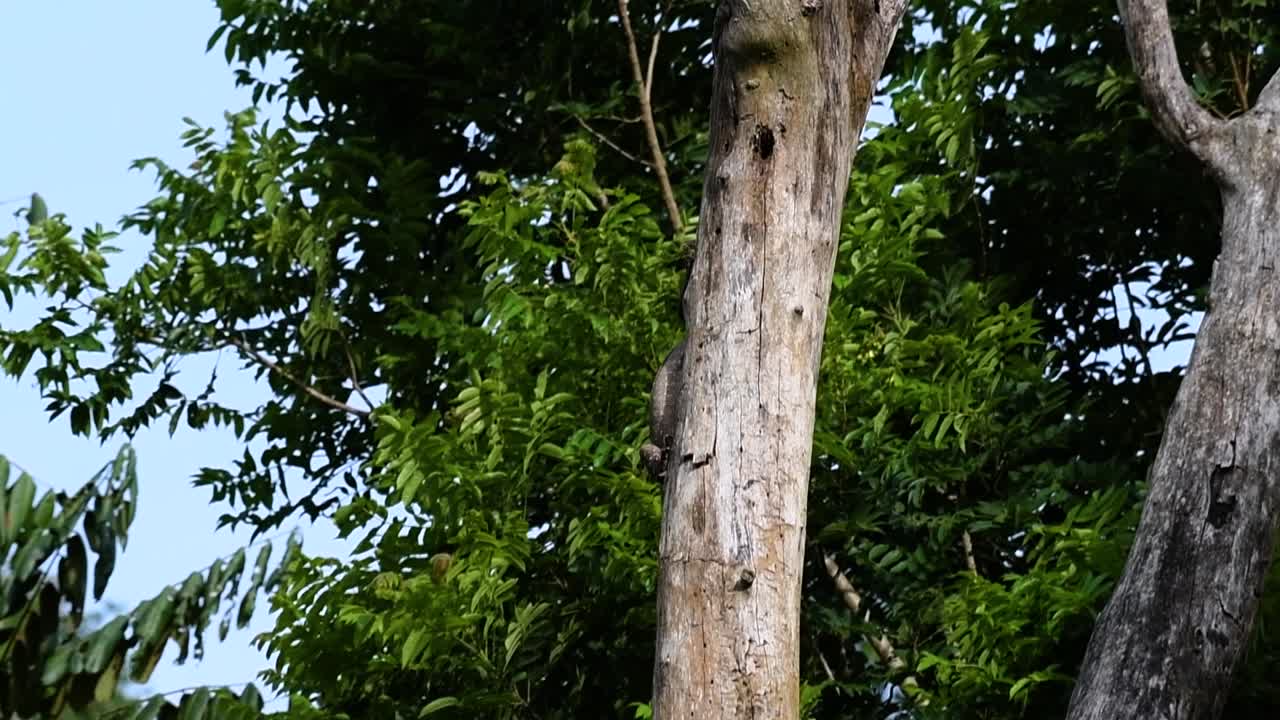 The Clouded Monitor Lizard is found in Thailand and other countries in Asia