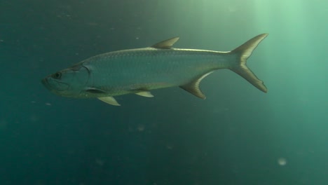 tarpon and sun beams