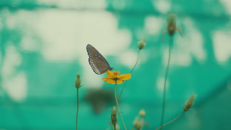 a butterfly in flight near a yellow flower with a teal background, evoking serenity