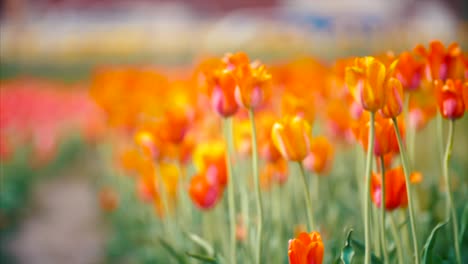 Holland-Tulpen-Blumen-Festival-Frühling-Authentische-Traditionelle-Niederländische-Kultur-4k