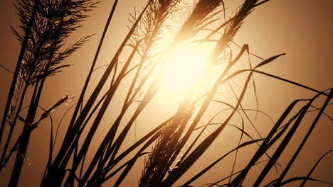 cerrar la puesta de sol dorada detrás del campo de hierba en un paisaje idílico, cámara lenta