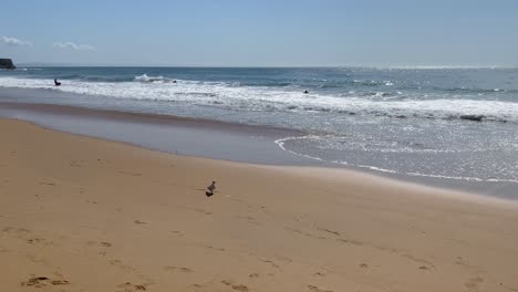un pájaro caminando en la playa de arena blanca con olas salpicando en el fondo