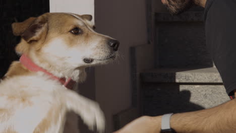 Hombre-Caucásico-Que-Acaricia-Suavemente-A-Su-Perro-Marrón-Y-Blanco-Y-El-Perro-Le-Da-La-Pata