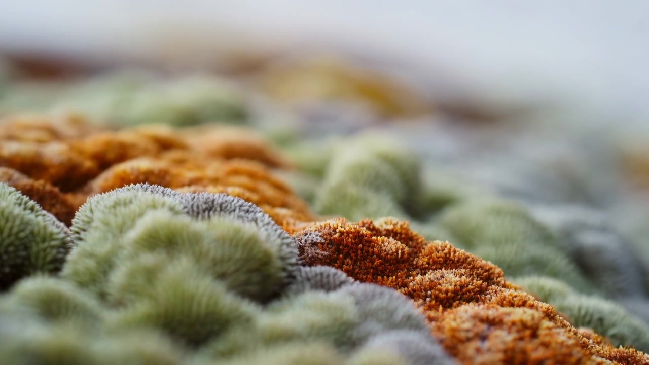 Close-up of textured surface no action observed, in indoor close-up view, with textured surface, with organic material texture, from a close-up static shot perspective, with green, orange accents.