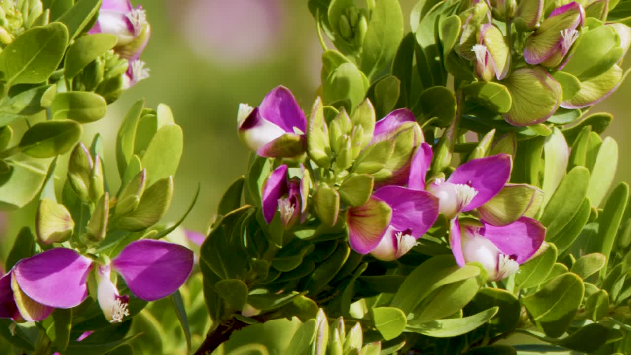 Fiori viola e rosa vibranti sbocciano su un arbusto verde e frondoso in una morbida luce naturale