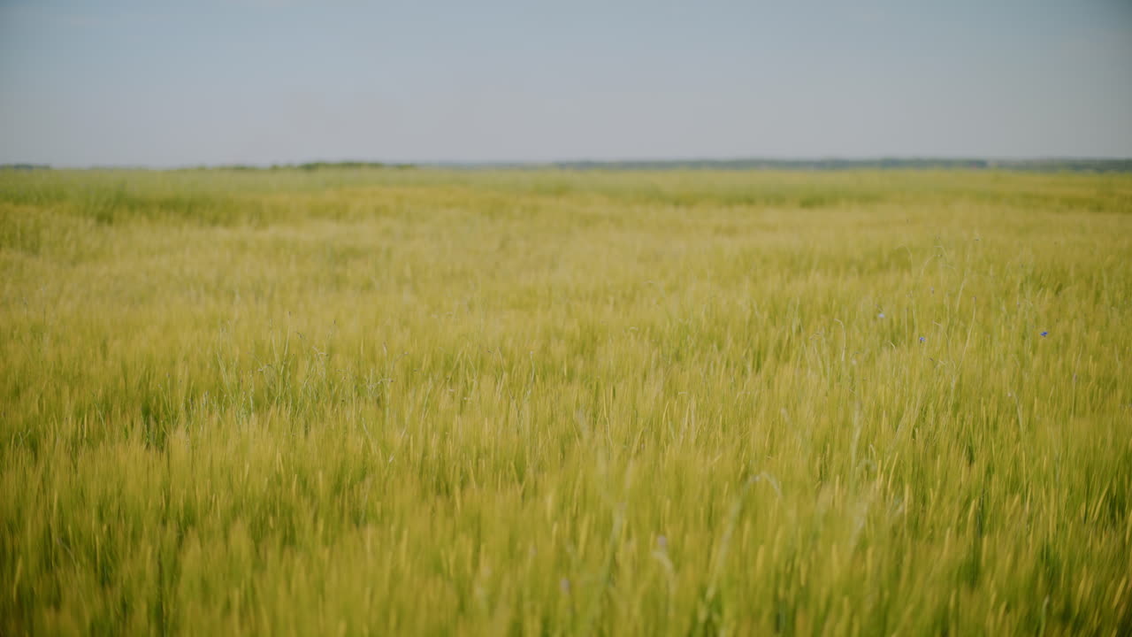 Close-Up of a Beautiful Green Field of Oats Agricultural Landscape