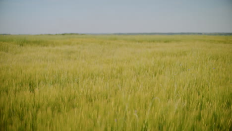 close-up of a beautiful green field of oats agricultural landscape