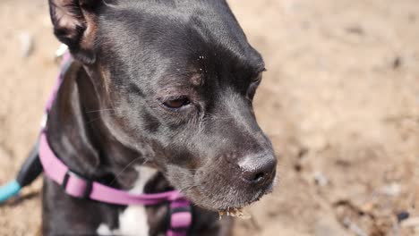 Pitiful-dirty-little-black-dog-lays-in-the-dirt