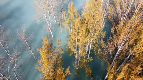 drone volando sobre abedules en el lago abraham