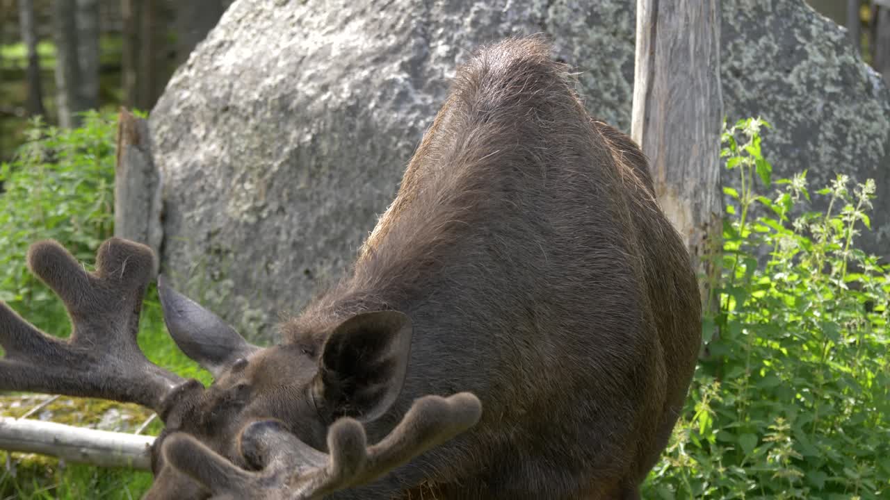 Ripresa media di un alce affamato che mangia in cattività.