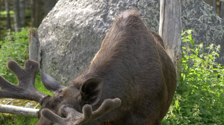 Ripresa media di un alce affamato che mangia in cattività.