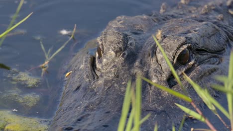 alligator eyes waiting in the weeds to snatch prey