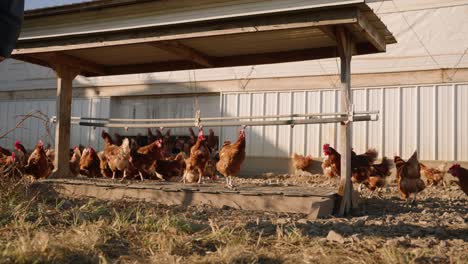 chickens gathered at water fountain trough at sunrise, wide shot slow motion hen behavior on pasture raised rural farm