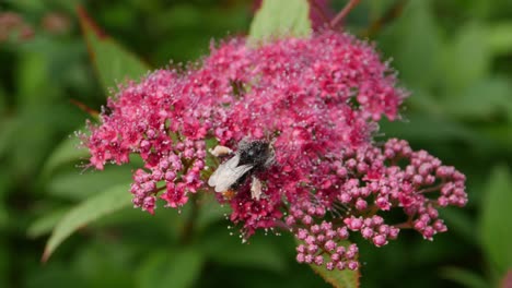 abeja ocupada polinizando flores en un jardín del reino unido