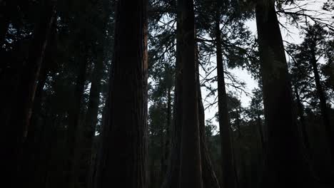 Secuoyas-Gigantes-En-Verano-En-El-Parque-Nacional-De-Secuoyas,-California