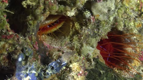 Two-electric-flame-scallops-on-coral-rocks,-wide-angle-shot