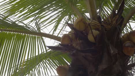 captura de pantalla en ángulo bajo de un cocotero con muchas frutas en medio del día