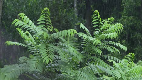 in the rainy season, eastern india receives heavy rainfall during the rainy season