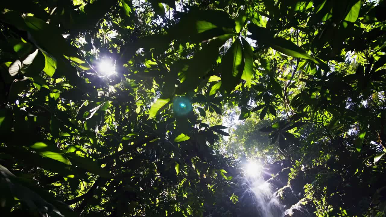 A mesmerizing upward angle captures sunlight filtering through lush jungle foliage