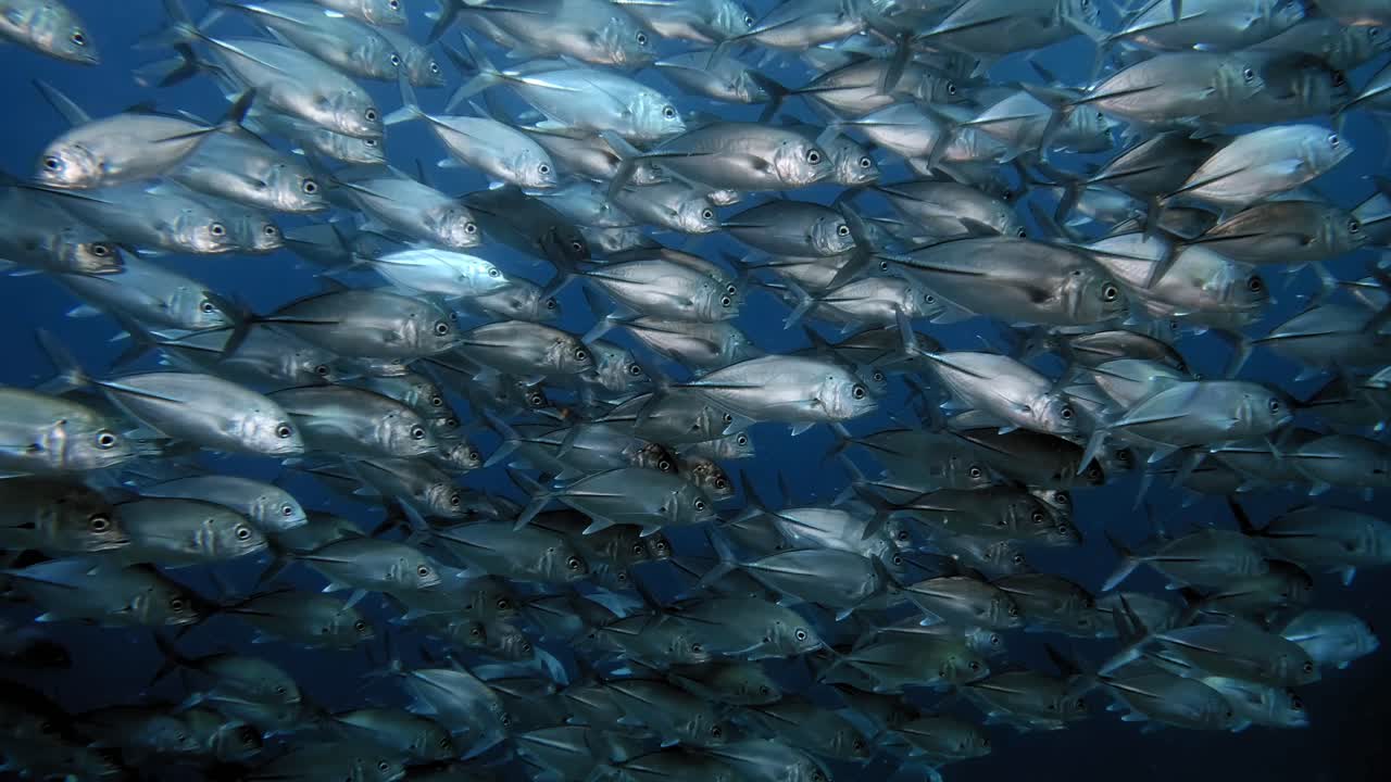 Large school of Jackfish shining likee silver in crystal clear blue water