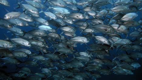 large school of jackfish shining likee silver in crystal clear blue water