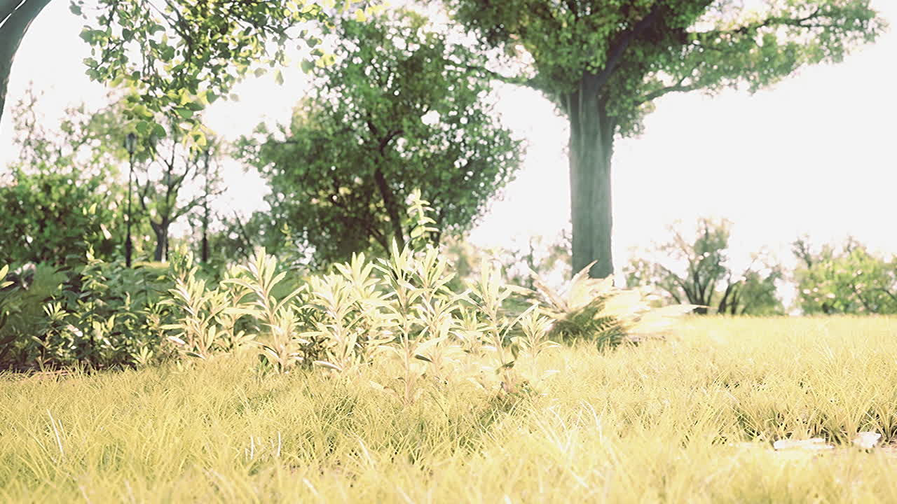 césped verde con gran patio al sol de la mañana