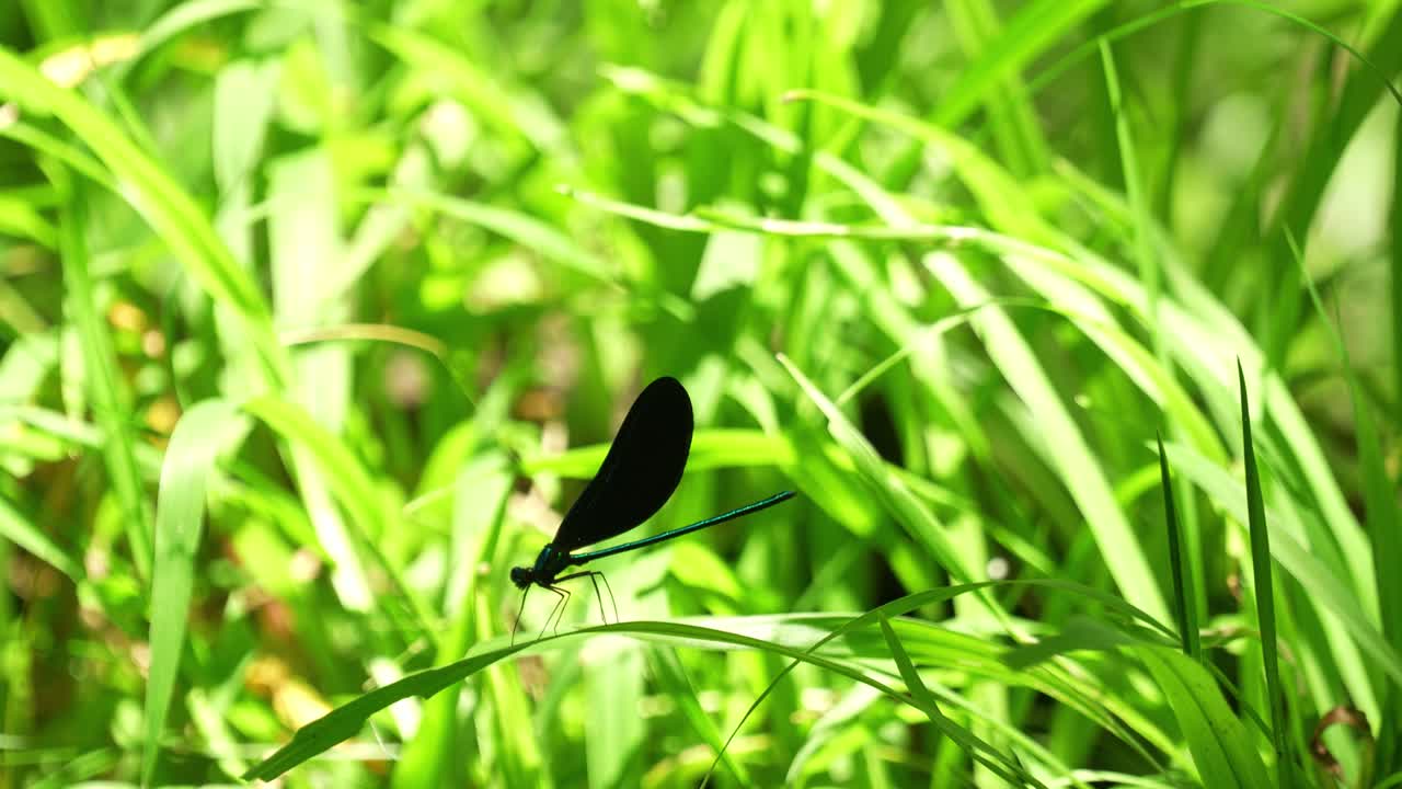 에보니 글링 (ebony jewelwing) - 잔디 위에 날개를 열고 닫는 벌이