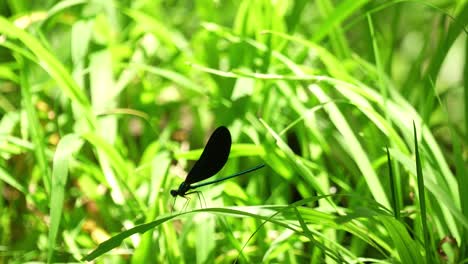 ebony jewelwing damselfly resting, opening closing wings on grass, sunny day florida 4k 60p