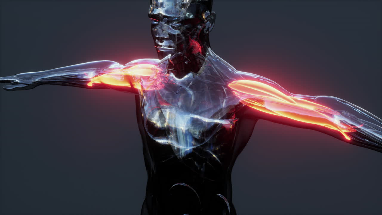 infografía anatómica del sistema muscular humano