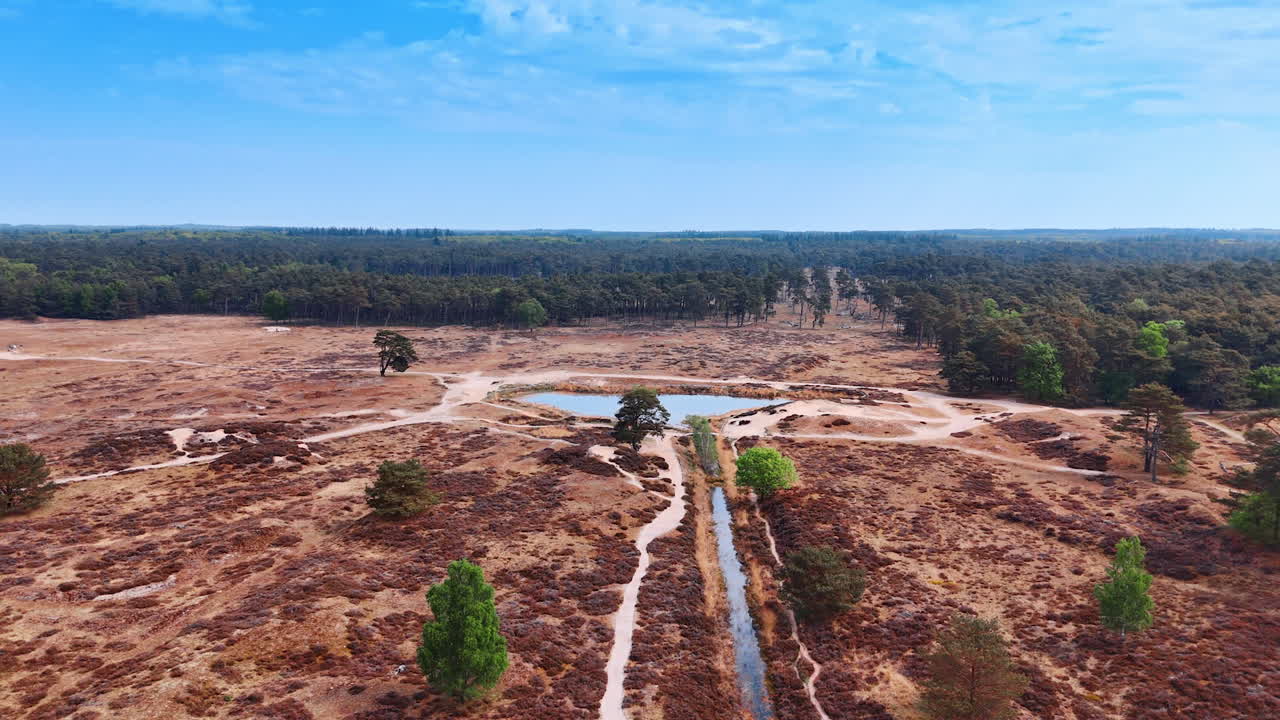 Dry area with a tiny source of water. Green forests surround the meadow without vegetation. Aerial view.