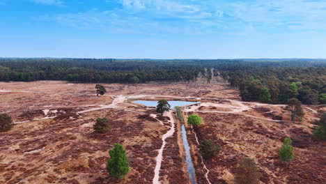 dry area with a tiny source of water. green forests surround the meadow without vegetation. aerial view.