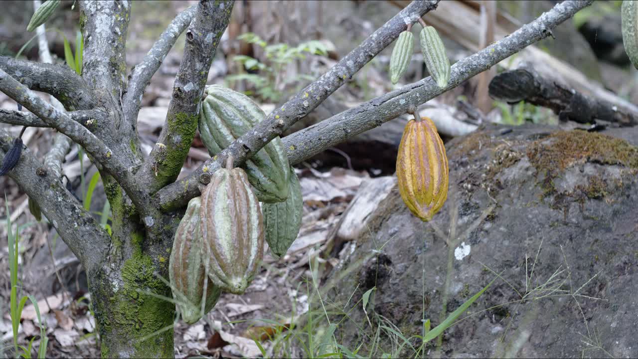 muchas vainas de cacao verdes y amarillas en el árbol - jaen, cajamaca, peru - 4k
