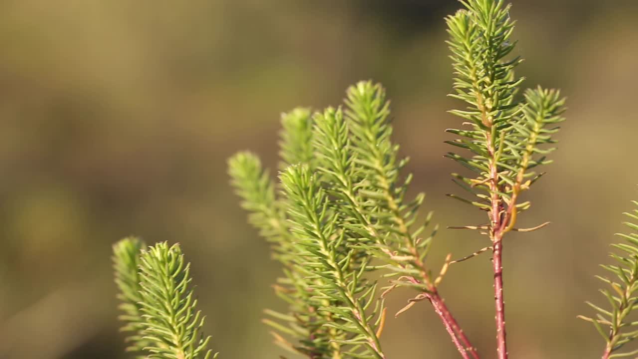 아르헨티나 산루이스에 있는 토종 식물의 거시적 전망