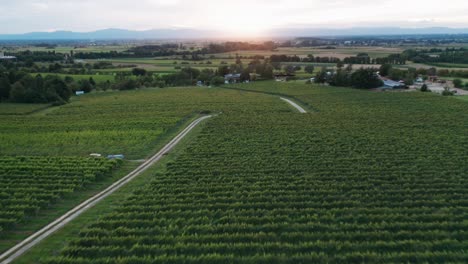 Estrecho-Camino-De-Campo-Entre-Campos-Agrícolas-Verdes-A-La-Luz-Del-Sol-Poniente,-Vista-De-Drones