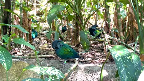 nicobar pigeon observed in lush, green surroundings