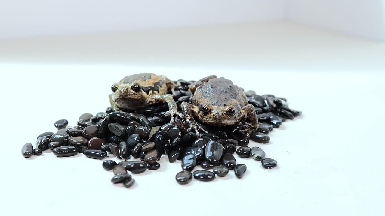 A Thai bullfrog sits motionless on coffee beans under bright studio lighting, creating a unique and exotic composition