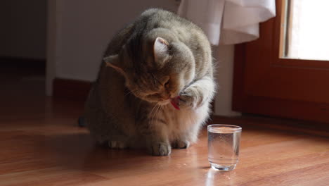 Charming-creme-coloured-British-Shorthair-cat-drinks-water-and-dips-his-paw-in-a-small-glass-of-water