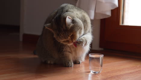 charming creme coloured british shorthair cat drinks water and dips his paw in a small glass of water