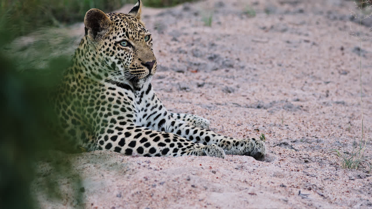 Close side view of leopard lying on sand and watching surroundings