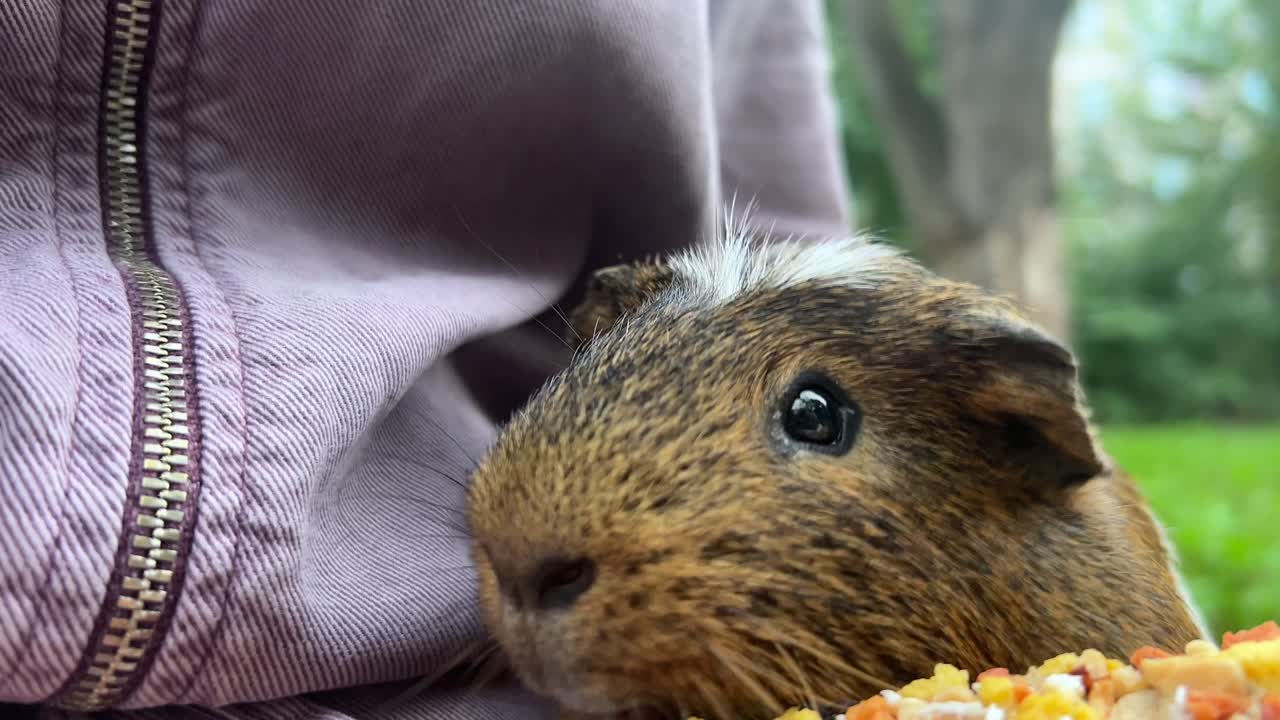 재을 입은 기니피그