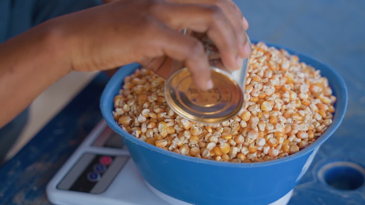 Woman weighing kernels carefully. Closeup of hands weighing corn in kitchen setting for household work. Detailed scene of woman carefully measuring corn on scale for cooking tasks at home