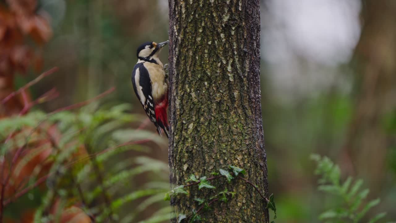 Woodpecker on fir branch in vibrant forest, red and green tones dominate colorful backdrop